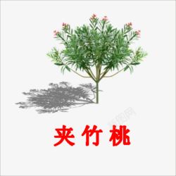 夹竹桃素材