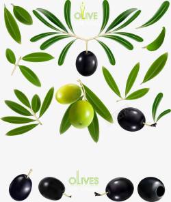 油橄榄精美油橄榄和橄榄高清图片