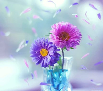 粉色紫色花朵花瓣背景