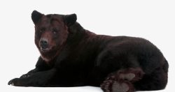 黑熊野生动物憨态可掬的黑熊高清图片