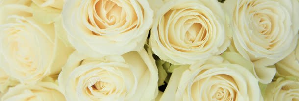 玫瑰花背景jpg设计背景_88icon https://88icon.com 玫瑰花 背景