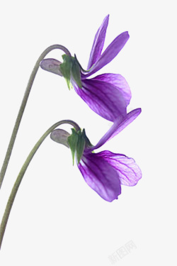 两束烟花紫罗兰花高清图片