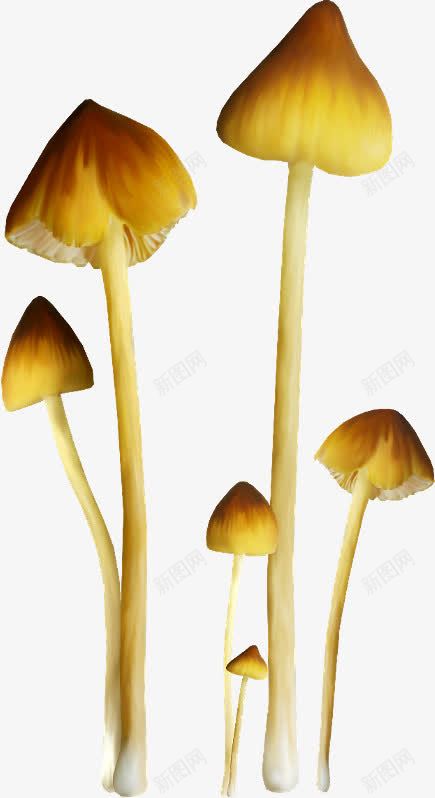 三朵蘑菇png免抠素材_88icon https://88icon.com 三朵 蘑菇