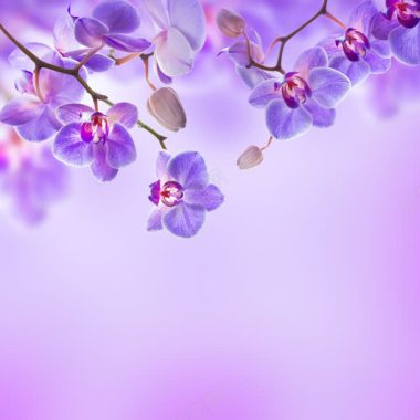 紫色背紫色小花朵背景