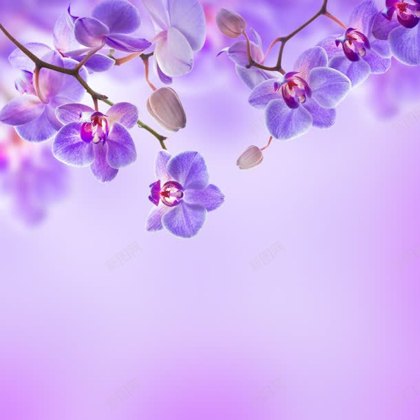 紫色背紫色小花朵jpg设计背景_88icon https://88icon.com 紫色 花朵