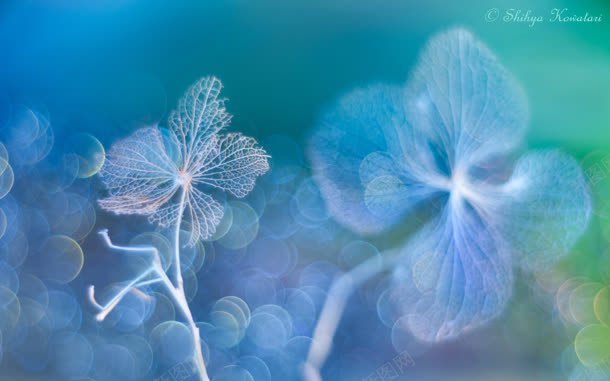 梦幻半透明树叶脉络jpg设计背景_88icon https://88icon.com 树叶 梦幻 脉络 透明