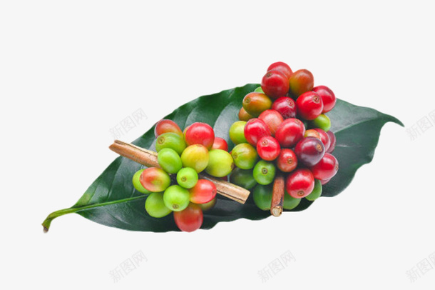 两串在树叶上的咖啡果实物png免抠素材_88icon https://88icon.com 一串 叶子 咖啡属 咖啡族 咖啡果 果实 树叶 植物界 浆果 种子 茂盛 龙胆目