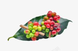 两串在树叶上的咖啡果实物素材