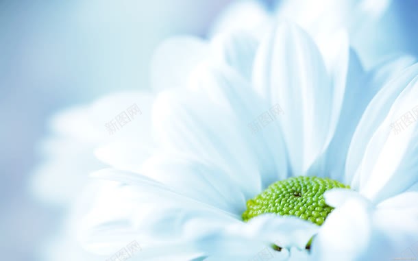 嶙瞳背景清新白色花朵jpg设计背景_88icon https://88icon.com 清新 白色 背景 花朵