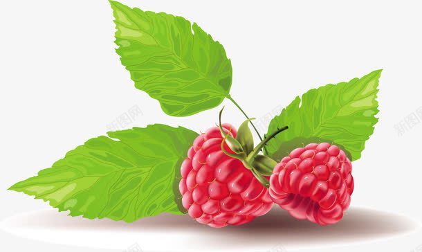 手绘树莓png免抠素材_88icon https://88icon.com 果实 树莓 水果 浆果