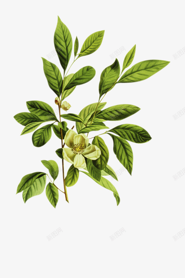 绿色植物png免抠素材_88icon https://88icon.com 叶子 平面设计 绿色植物 花 装饰图案