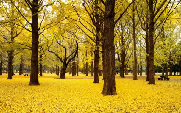 黄色树叶简约壁纸背景