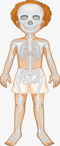 人体骨骼系统素材
