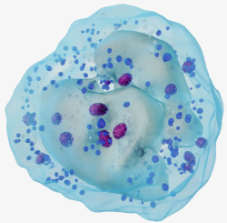 抗体免疫系统白细胞高清图片