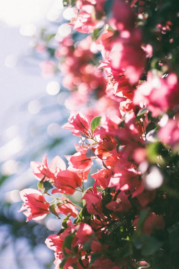 绿叶粉色艺术花朵背景jpg设计背景_88icon https://88icon.com 粉色 绿叶 背景 艺术 花朵