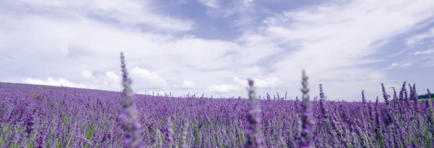 薰衣草背景背景
