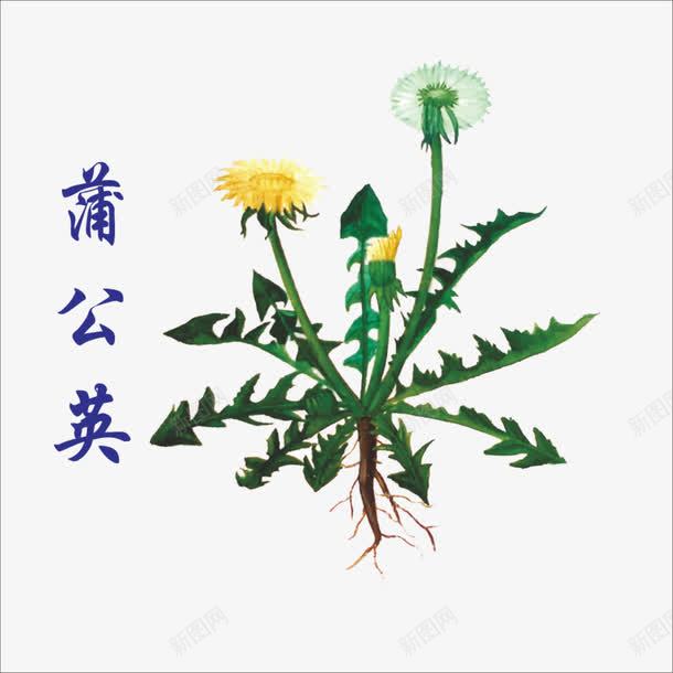 草药png免抠素材_88icon https://88icon.com 中药图片 中药材 蒲公英