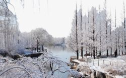 北京植物园雪景八素材