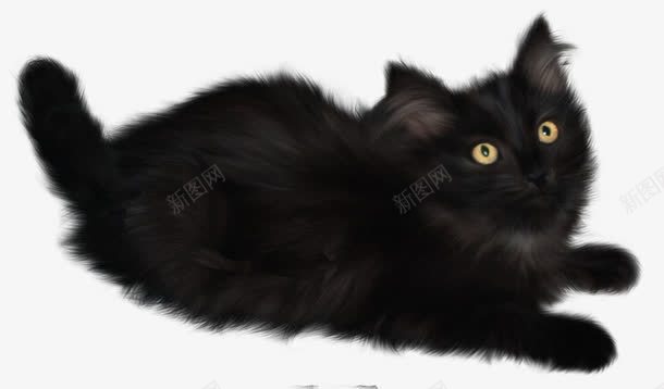 女巫猫png免抠素材_88icon https://88icon.com 万圣节 女巫猫 黑色