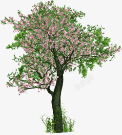开满粉色花朵的树素材