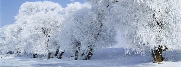 树林冬季雪花背景bannerjpg设计背景_88icon https://88icon.com banner 冬季 唯美 树林 背景 雪花