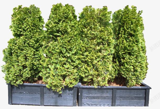 园林景观效果元素花池里的风景树png免抠素材_88icon https://88icon.com 园林 景观 灌木 花池 风景树