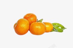 新鲜柑橘素材