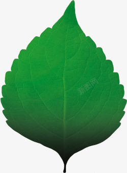 叶子绿色一片叶子透明写实叶子素材
