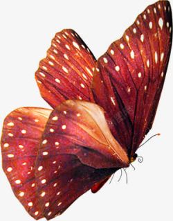 合成创意红色的花蝴蝶素材