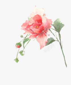 手绘彩色玫瑰花素材