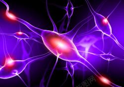 神经纤维神经系统高清图片