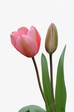 绿叶郁金香素材