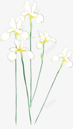创意手绘合成白色的花卉植物素材