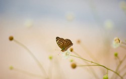 头发上的野花野花上的蝴蝶海报背景高清图片