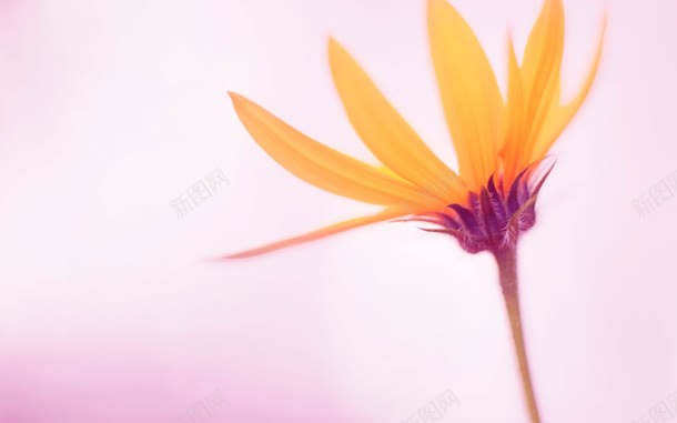 彩绘风格橙色花朵合成效果jpg设计背景_88icon https://88icon.com 合成 彩绘 效果 橙色 花朵 风格