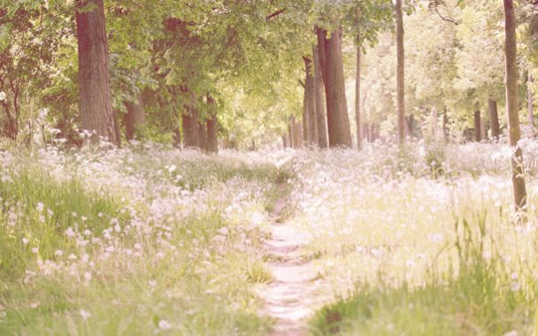 唯美草地树林白色花朵摄影摄影图片