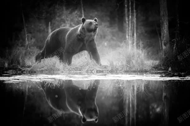 风景黑熊漫步动物jpg设计背景_88icon https://88icon.com 动物 漫步 风景 黑熊