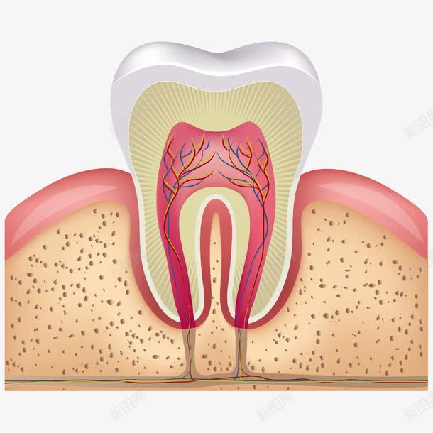 牙齿剖面png免抠素材_88icon https://88icon.com 卡通牙齿 牙齿 牙龈 牙龈健康刷牙防蛀牙 矢量牙齿