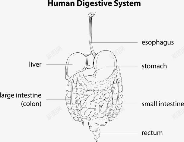 消化系统指示图png免抠素材_88icon https://88icon.com 人体内脏 内脏 内脏图 卡通消化系统 消化系统 矢量消化系统 英文