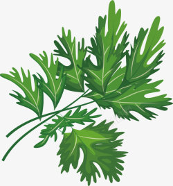 绿色的青菜素材
