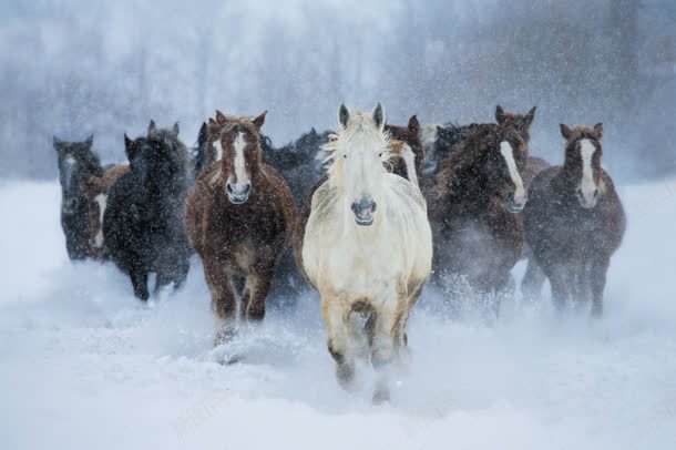 骏马踏雪而来壁纸jpg设计背景_88icon https://88icon.com 壁纸 踏雪 骏马