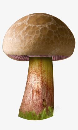 童话蘑菇素材