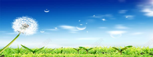 蒲公英背景