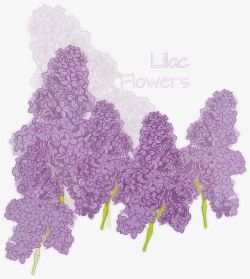 彩绘紫色丁香花素材