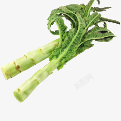 绿色蔬菜莴苣素材