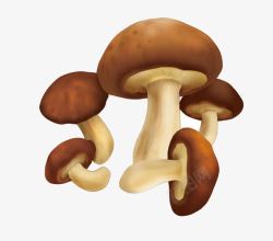 菌类插画图片香菇插画高清图片