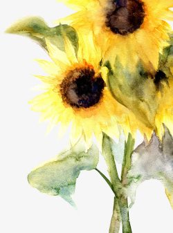 手绘水彩黄色向日葵装饰素材