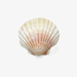 贝壳纹路动物贝壳高清图片