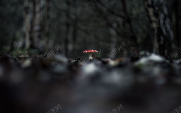 红色蘑菇壁纸背景