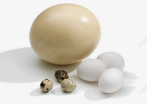 鸵鸟蛋鸡蛋鹌鹑蛋png免抠素材_88icon https://88icon.com 新鲜鸵鸟蛋 蛋 蛋儿 鸟蛋 鸟蛋儿 鸡蛋 鸵鸟蛋 鸵鸟蛋儿 鹌鹑蛋